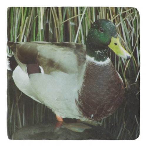 Mallard Duck Distinctive Lake Wildlife Male Bird Trivet