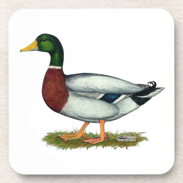 Mallard Duck Drake Beverage Coaster (Front)