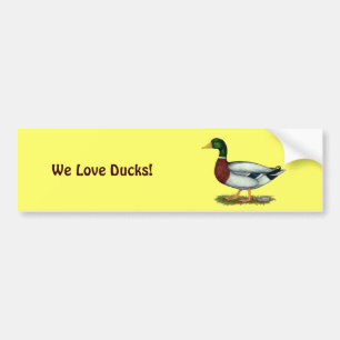 Mallard Duck Drake Bumper Sticker