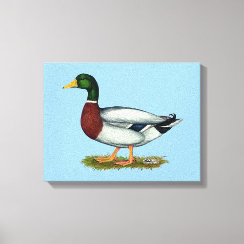 Mallard Duck Drake Canvas Print