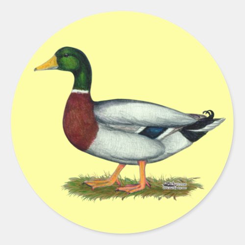 Mallard Duck Drake Classic Round Sticker