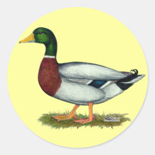 Mallard Duck Drake Classic Round Sticker
