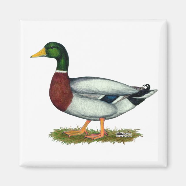 Mallard Duck Drake Magnet (Front)