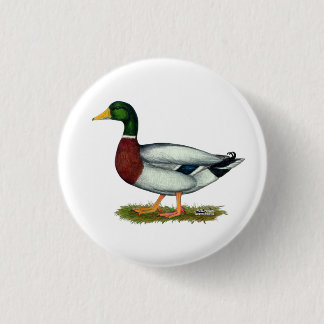 Mallard Duck Drake Pinback Button