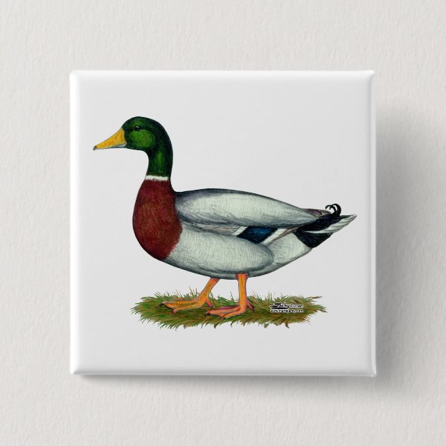 Mallard Duck Drake Pinback Button (Front)