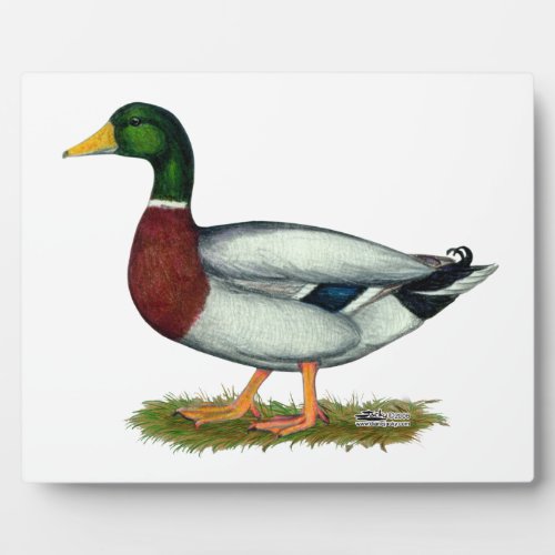 Mallard Duck Drake Plaque