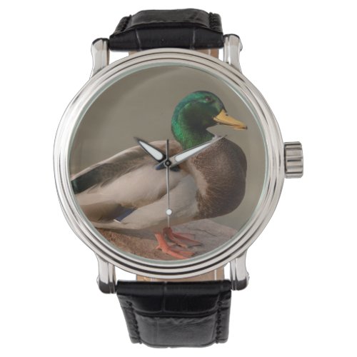 Mallard Duck Drake Watch