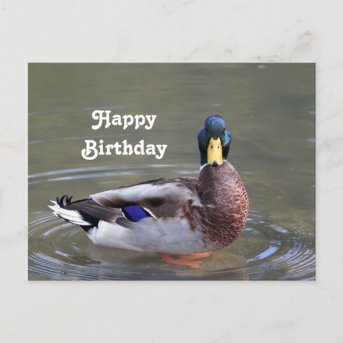 Mallard Duck Drake Water Photo Birthday Postcard