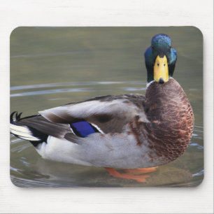 Mallard Duck Drake Water Photo Mouse Pad