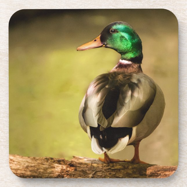 Mallard Duck Drink Coaster (Front)