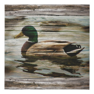 Mallard Duck Faux Canvas Print