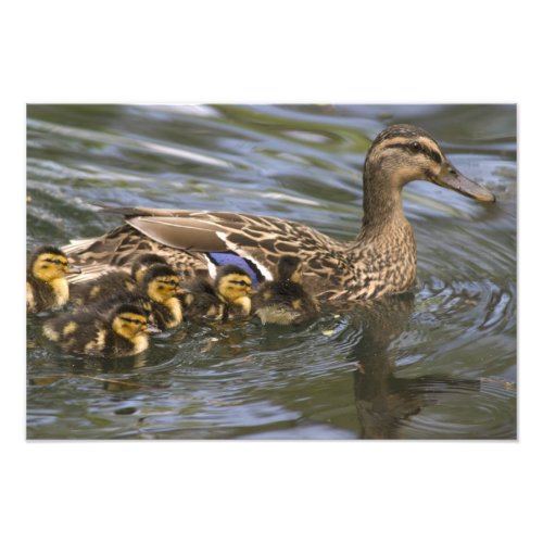 Mallard Duck female and chicksAnas Photo Print