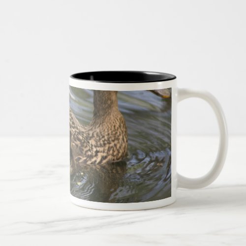 Mallard Duck female and chicksAnas Two_Tone Coffee Mug