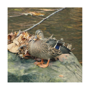 Mallard Duck (Female) on Mossy Rock Wood Wall Art