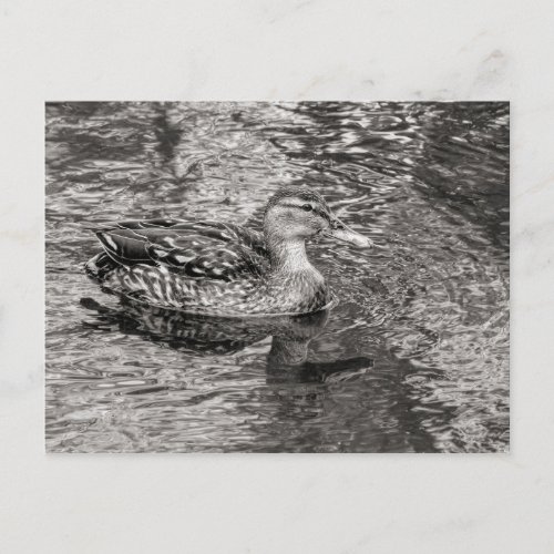 Mallard Duck female Warm Tone Black and White Postcard