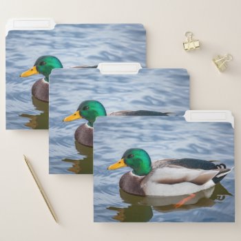 Mallard Duck File Folder by PixLifeBirds at Zazzle