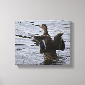Mallard Duck flapping her wings Canvas Print