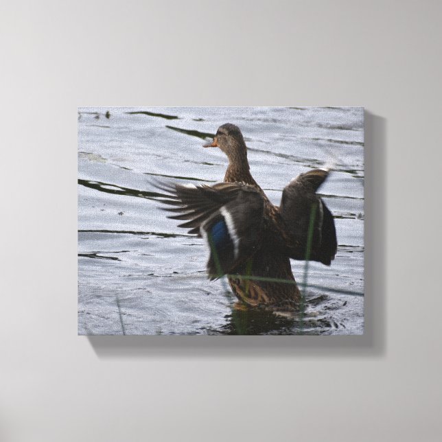 Mallard Duck flapping her wings Canvas Print (Front)