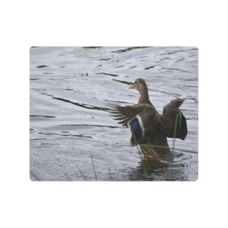Mallard Duck flapping her wings Metal Print
