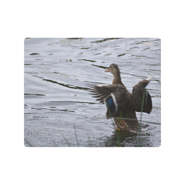 Mallard Duck flapping her wings Metal Print (Front)