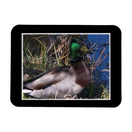 Mallard Duck Flexible Photo Magnet