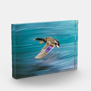 Mallard duck flying photo block