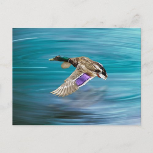 Mallard duck flying postcard