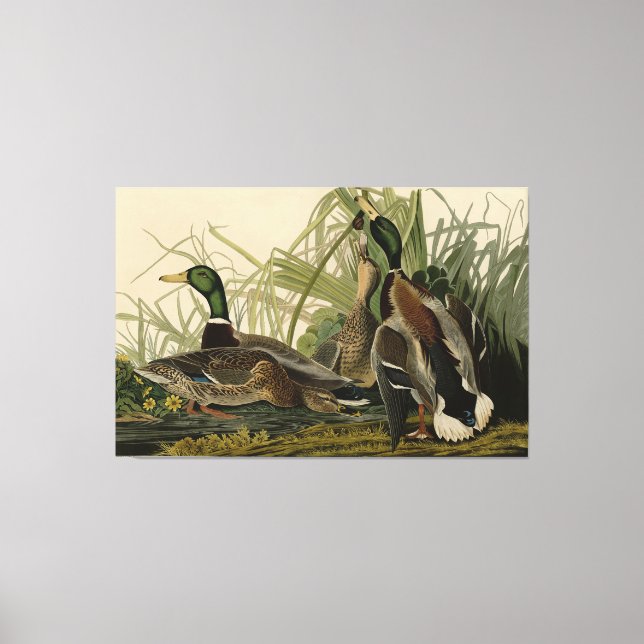 Mallard Duck from Audubon's Birds of America Canvas Print (Front)