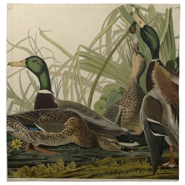 Mallard Duck from Audubon's Birds of America Cloth Napkin (Front)