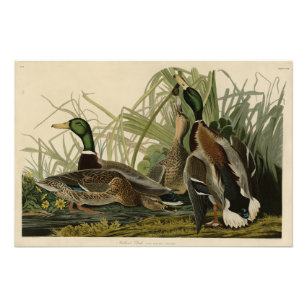 Mallard Duck from Audubon's Birds of America Photo Print