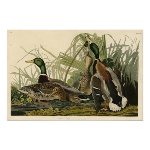 Mallard Duck from Audubons Birds of America Photo Print