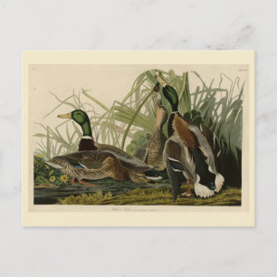 Mallard Duck from Audubon's Birds of America Postcard