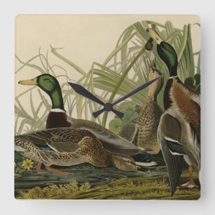 Mallard Duck from Audubon's Birds of America Square Wall Clock