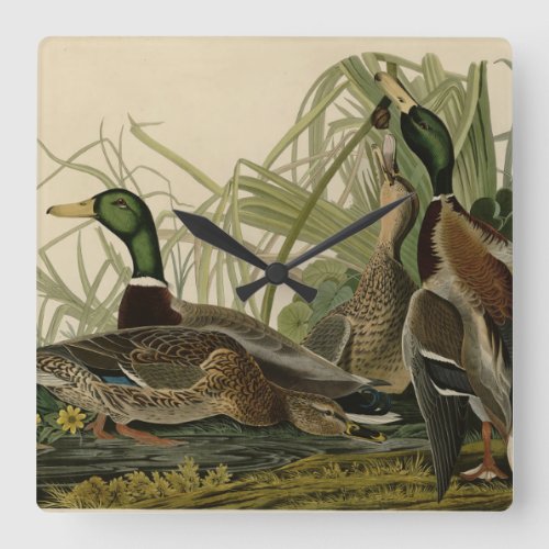 Mallard Duck from Audubons Birds of America Square Wall Clock