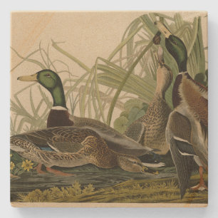 Mallard Duck from Audubon's Birds of America Stone Coaster