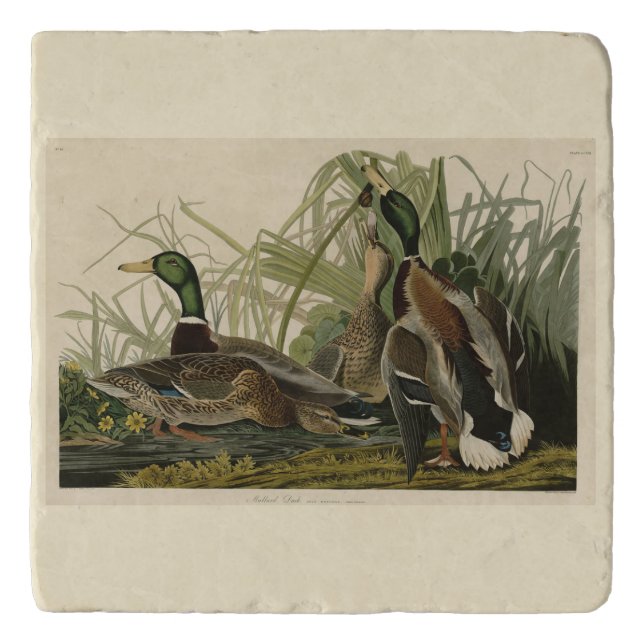Mallard Duck from Audubon's Birds of America Trivet (Front)