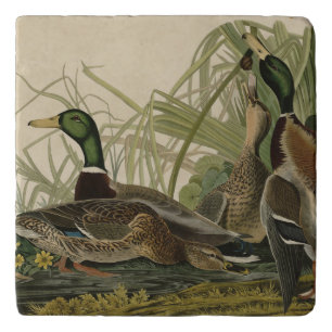 Mallard Duck from Audubon's Birds of America Trivet