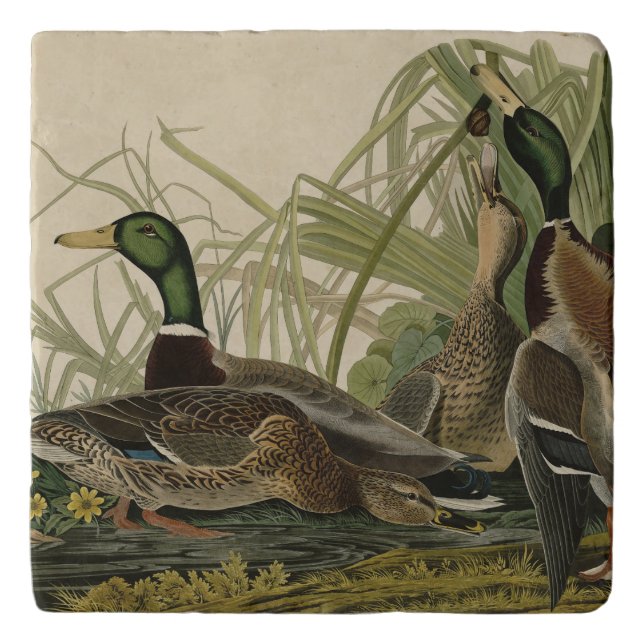 Mallard Duck from Audubon's Birds of America Trivet (Front)