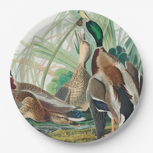 Mallard Duck from Birds of America Audubon Paper Plates