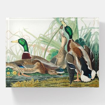 Mallard Duck From Birds Of America (audubon) Paperweight by colorfulworld at Zazzle
