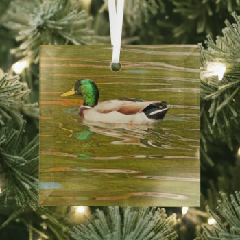 Mallard Duck Gliding Across Pond Glass Ornament by whatawonderfulworld at Zazzle
