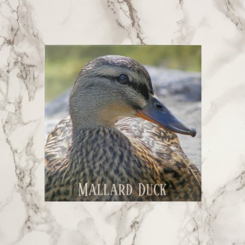 Mallard Duck Hen Photo Ceramic Tile