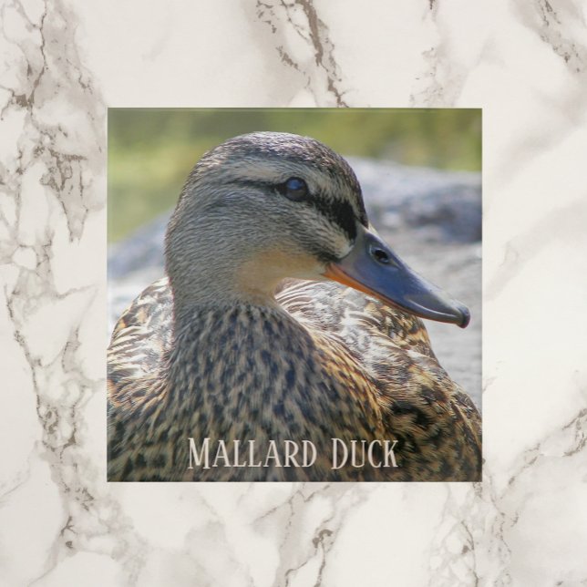 Mallard Duck Hen Photo Ceramic Tile (In Situ)