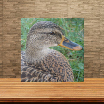 Mallard Duck Hen Wildlife Photo Ceramic Tile by northwestphotos at Zazzle