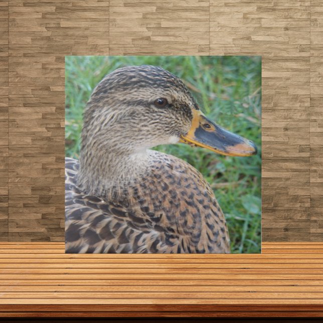 Mallard Duck Hen Wildlife Photo Ceramic Tile (In Situ)