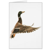 Mallard Duck in Flight (Front)