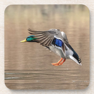Mallard Duck in flight Beverage Coaster