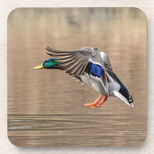 Mallard Duck in flight Beverage Coaster (Front)