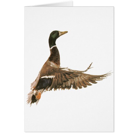 Mallard Duck in Flight Cards (Front)