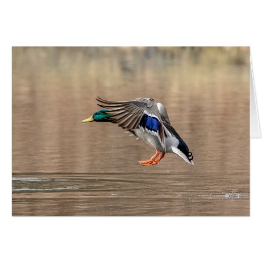 Mallard Duck in flight Cards (Front Horizontal)